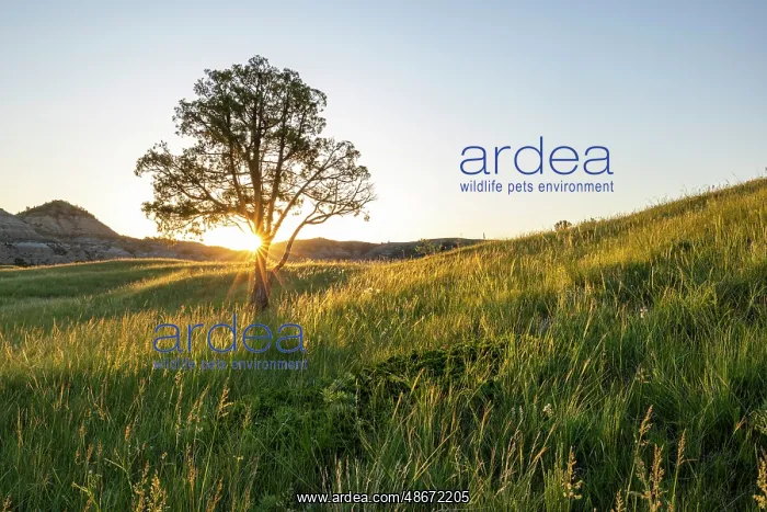 : Sunrise in the Jones Creek area in Theodore Roosevelt : Sunrise in the Jones Creek area in Theodore Roosevelt