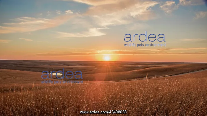 : Sunrise in the Kansas Flint Hills : Sunrise in the Kansas Flint Hills