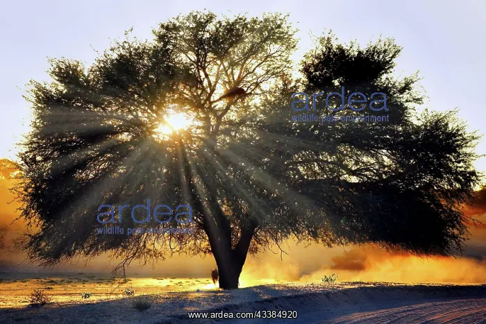 : Sunrise, Kgalagadi Transfrontier National Park : Sunrise, Kgalagadi Transfrontier National Park