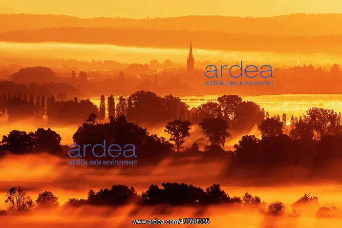 : Sunrise on Lake Constance, landscape in the Zeller : Sunrise on Lake Constance, landscape in the Zeller