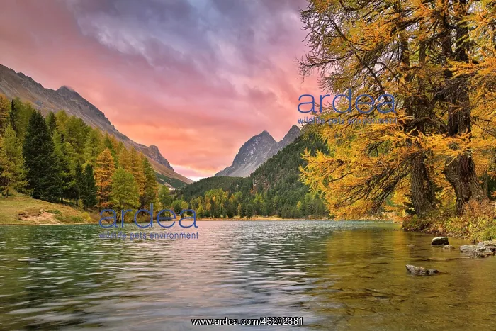 : Sunrise at Lake Palpuogna in autumn, dramatic clouds : Sunrise at Lake Palpuogna in autumn, dramatic clouds