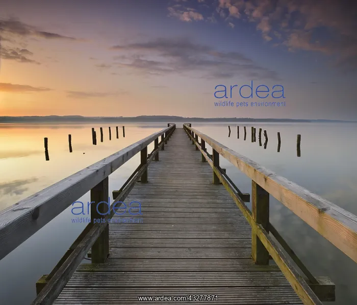 : Sunrise at Lake Ratzeburg, long jetty, symmetry : Sunrise at Lake Ratzeburg, long jetty, symmetry