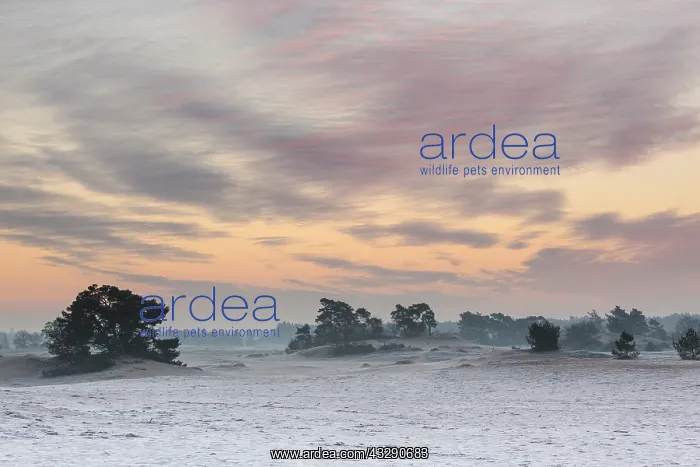 : Sunrise on a landscape with Scots Pine (Pinus s : Sunrise on a landscape with Scots Pine (Pinus s