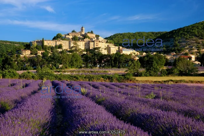 : Sunrise over lavender field and the village : Sunrise over lavender field and the village