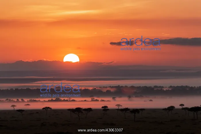 : Sunrise over the Maasai Mara, Kenya, Africa : Sunrise over the Maasai Mara, Kenya, Africa