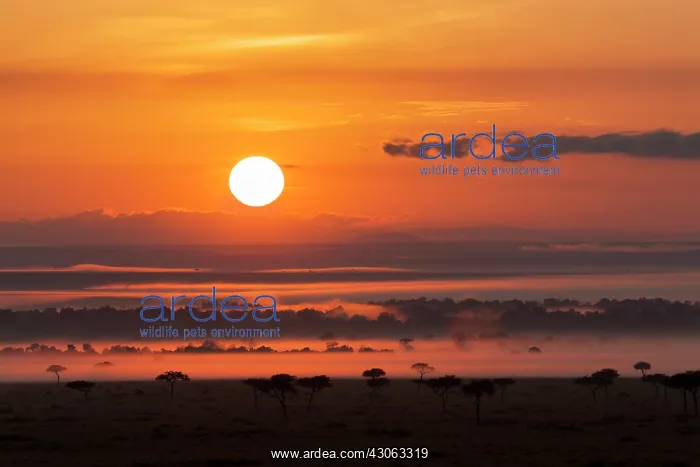 : Sunrise over the Maasai Mara, Kenya, Africa : Sunrise over the Maasai Mara, Kenya, Africa