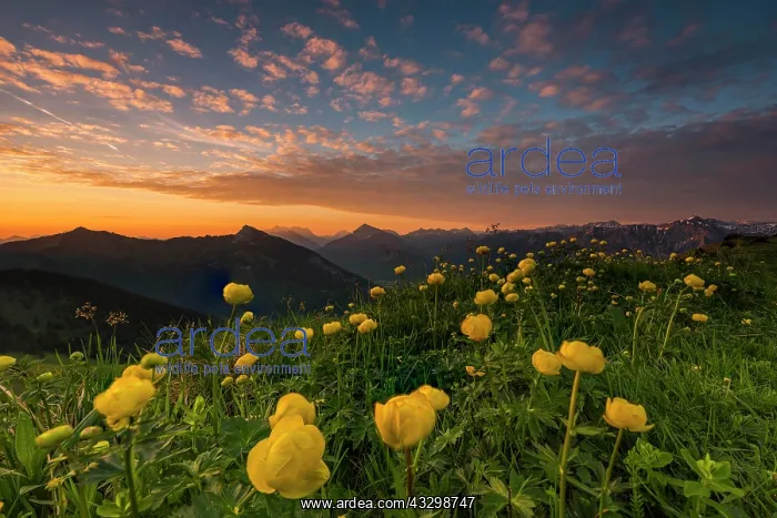 : Sunrise behind meadow with Globeflowers (Trollius : Sunrise behind meadow with Globeflowers (Trollius