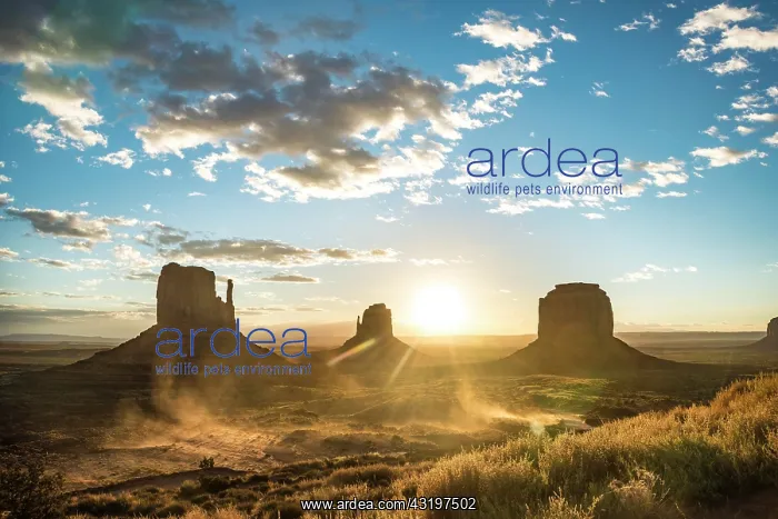 : Sunrise, mesas West Mitten Butte, East Mitten Butte : Sunrise, mesas West Mitten Butte, East Mitten Butte