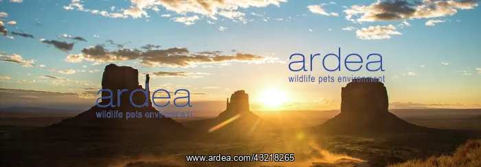 : Sunrise, mesas West Mitten Butte, East Mitten Butte : Sunrise, mesas West Mitten Butte, East Mitten Butte