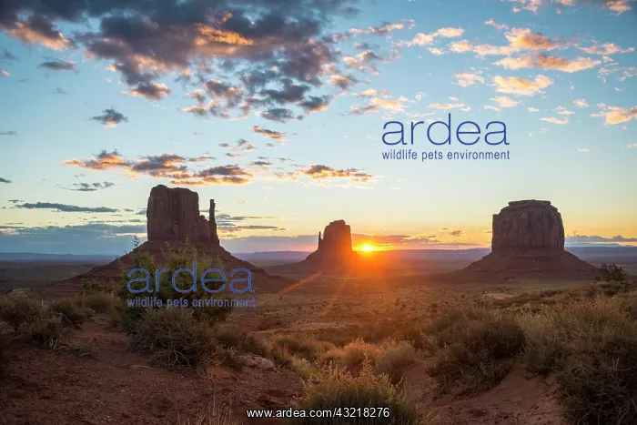 : Sunrise, mesas West Mitten Butte, East Mitten Butte : Sunrise, mesas West Mitten Butte, East Mitten Butte