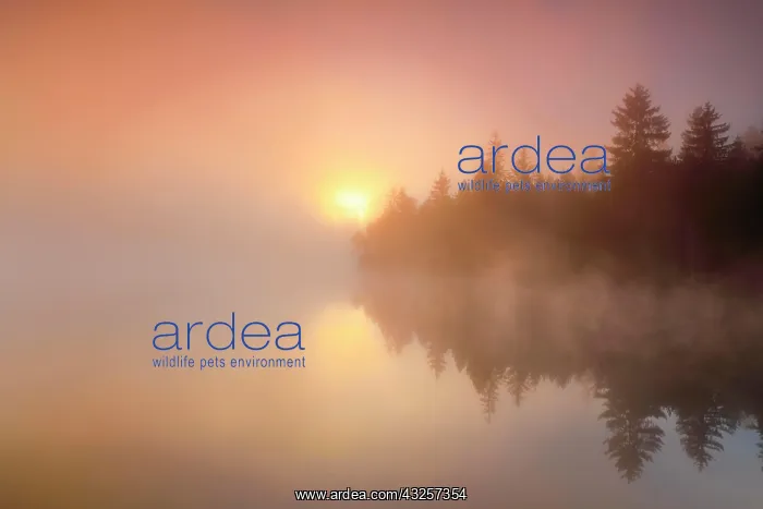 : Sunrise over the mirror-smooth mire lake Etang de : Sunrise over the mirror-smooth mire lake Etang de