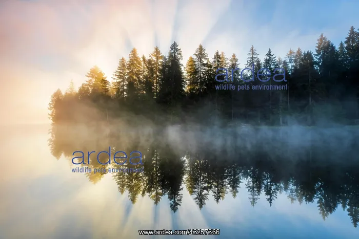  : Sunrise over the mirror-smooth mire lake Etang de