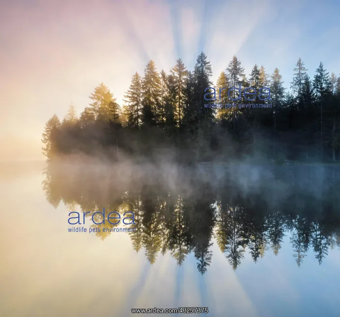 : Sunrise over the mirror-smooth mire lake Etang de : Sunrise over the mirror-smooth mire lake Etang de