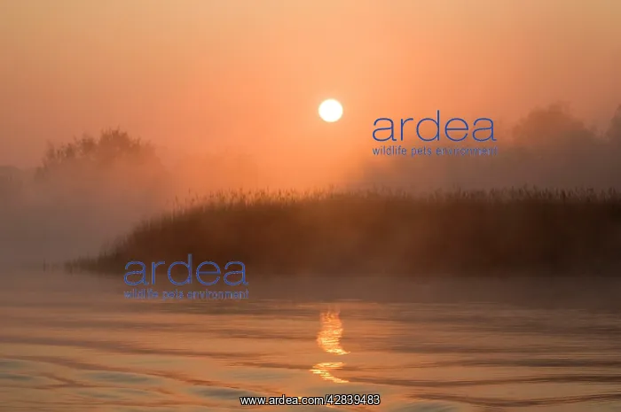 : Sunrise - over misty reedbeds and broad : Sunrise - over misty reedbeds and broad
