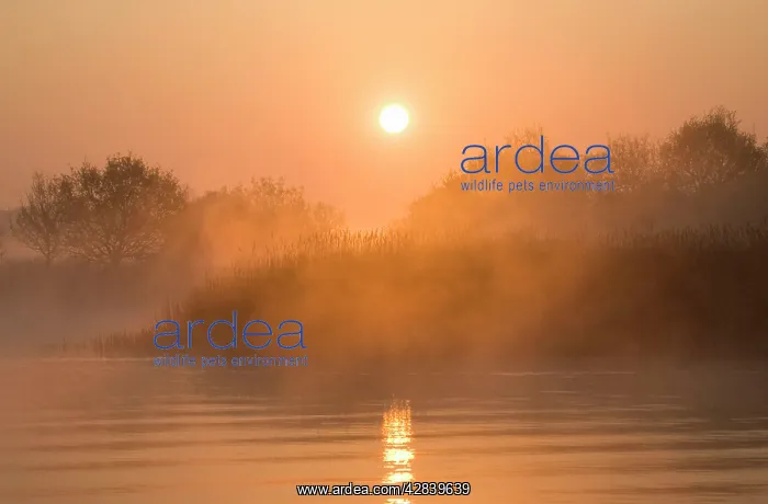 : Sunrise - over misty reedbeds and broad : Sunrise - over misty reedbeds and broad