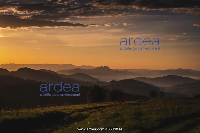  : Sunrise over mountains, foggy spring, Pieniny mountains