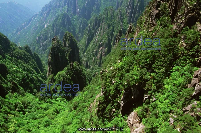 : Sunrise over Mt Huangshan : Sunrise over Mt Huangshan