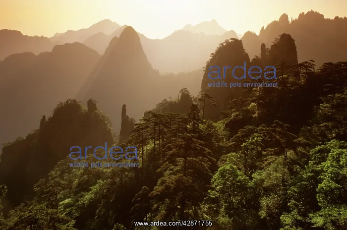 : Sunrise over 'North Sea of CloudsI, Mt Huangshan : Sunrise over 'North Sea of CloudsI, Mt Huangshan