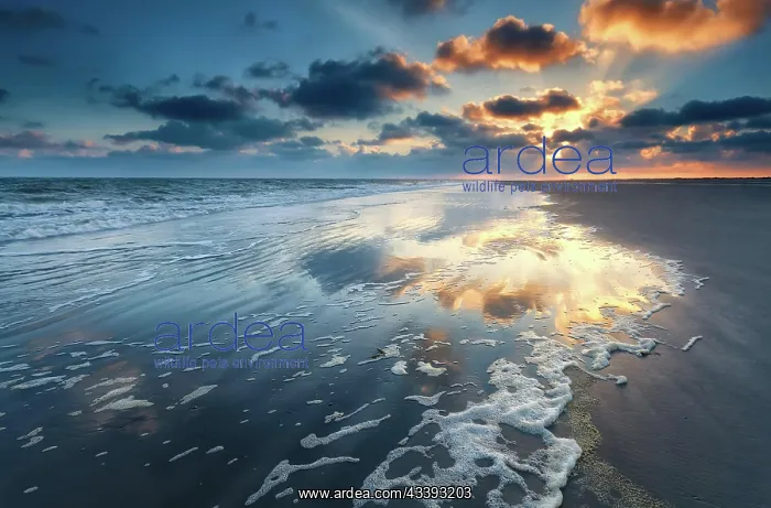 : Sunrise over North sea coast, Schiermonnikoog, Friesland : Sunrise over North sea coast, Schiermonnikoog, Friesland