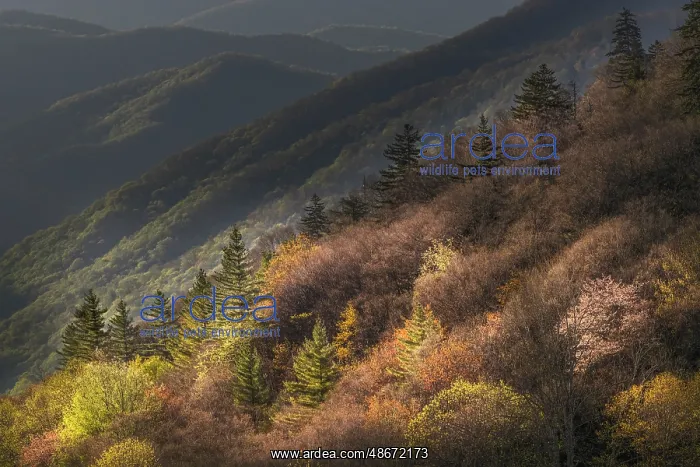 : Sunrise, Oconaluftee Valley, Great Smoky Mountains National : Sunrise, Oconaluftee Valley, Great Smoky Mountains National