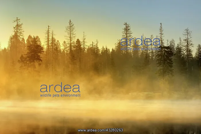 : Sunrise at the Oder pond with morning mist, natural : Sunrise at the Oder pond with morning mist, natural