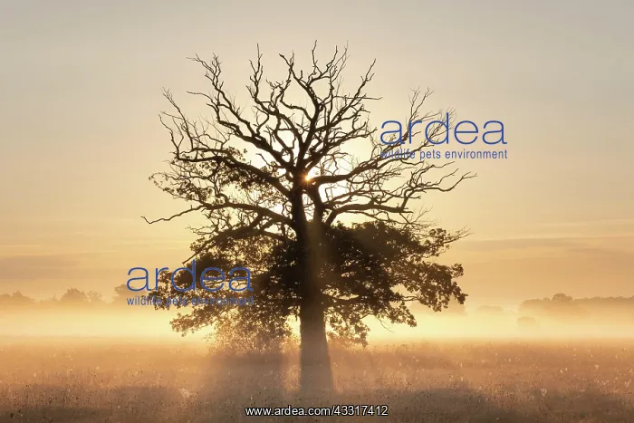 : Sunrise, old Solitaire Oak, English oak (Quercus : Sunrise, old Solitaire Oak, English oak (Quercus