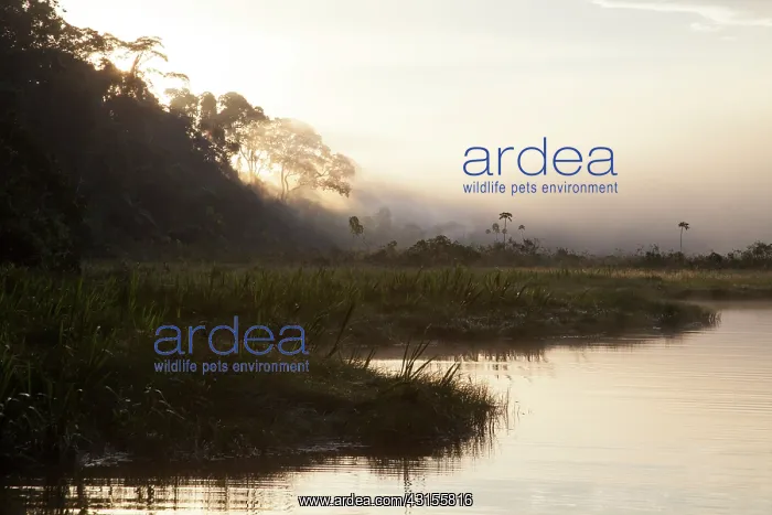 : Sunrise on an oxbow lake in the middle of the rainforest : Sunrise on an oxbow lake in the middle of the rainforest