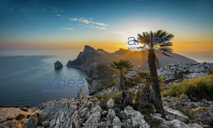 : Sunrise, palm in front of Cap Formentor, Port de : Sunrise, palm in front of Cap Formentor, Port de