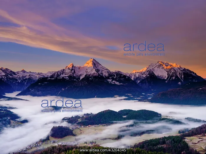 : Sunrise at the peaks of the Steinernes Meer, Watzmann : Sunrise at the peaks of the Steinernes Meer, Watzmann