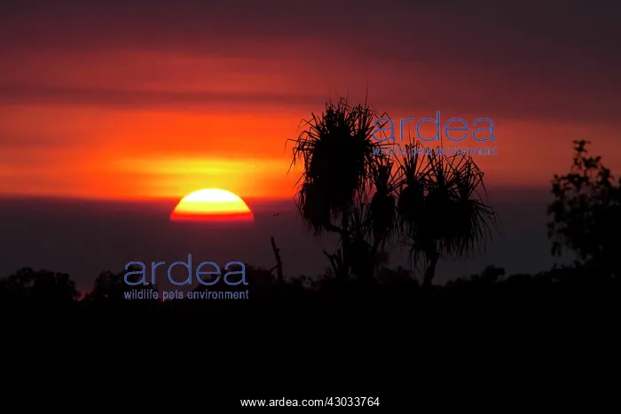 : Sunrise - at Peppimenarti Aboriginal Community - : Sunrise - at Peppimenarti Aboriginal Community -