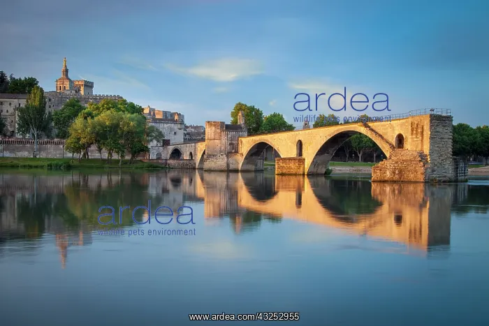 : Sunrise over Pont Saint Benezet, Palais : Sunrise over Pont Saint Benezet, Palais