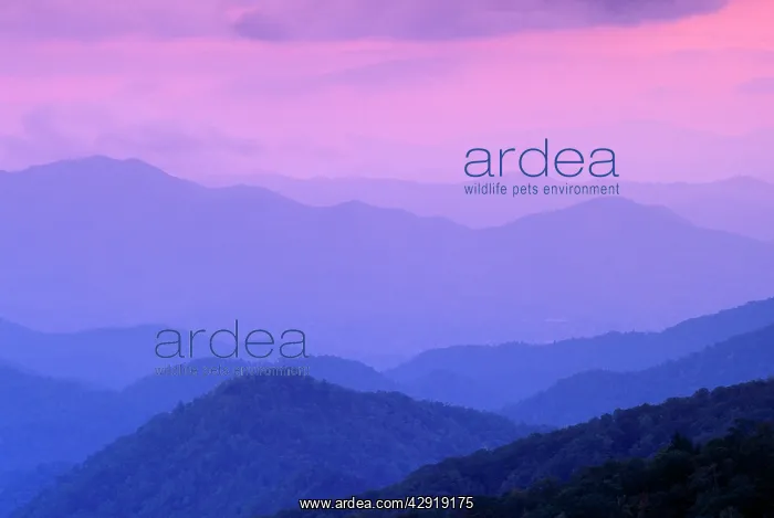 : SUNRISE - Predawn sky over mountain ridges : SUNRISE - Predawn sky over mountain ridges