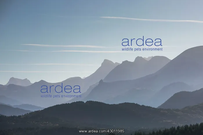: Sunrise with Pyrenees in background Navarra, Spain : Sunrise with Pyrenees in background Navarra, Spain