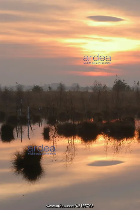 : Birch. Sunrise at a raised bog : Birch. Sunrise at a raised bog