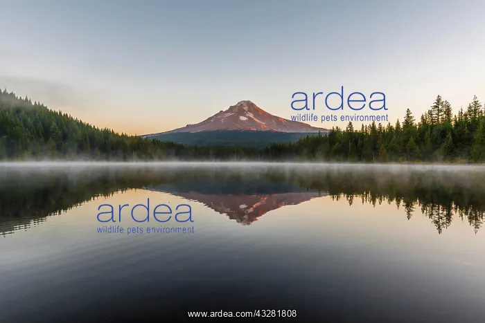 : Sunrise, reflection of the volcano Mt. Hood in Lake : Sunrise, reflection of the volcano Mt. Hood in Lake