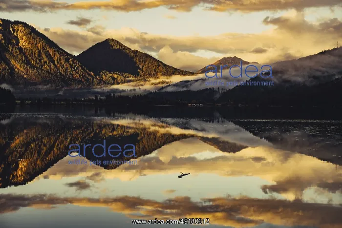 : Sunrise with reflections and alpenglow in Lake Heiterwanger See in Tyrol in the Alps in Austria : Sunrise with reflections and alpenglow in Lake Heiterwanger See in Tyrol in the Alps in Austria