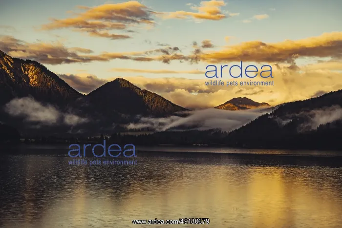 : Sunrise with reflections and alpenglow in Lake Heiterwanger See in Tyrol in the Alps in Austria : Sunrise with reflections and alpenglow in Lake Heiterwanger See in Tyrol in the Alps in Austria