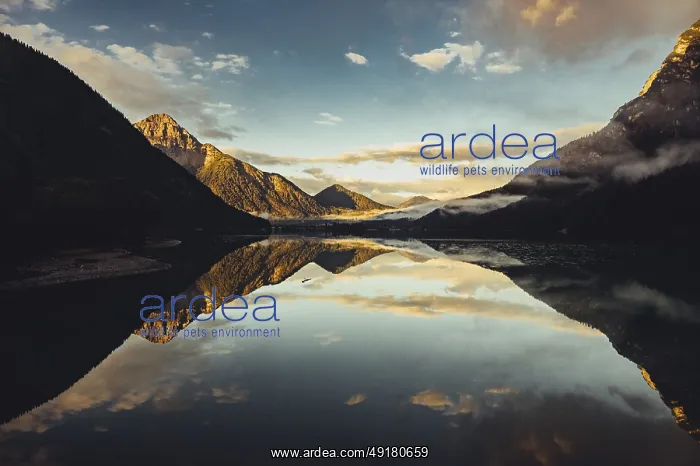 : Sunrise with reflections in Lake Heiterwanger See in Tyrol in the Alps in Austria : Sunrise with reflections in Lake Heiterwanger See in Tyrol in the Alps in Austria