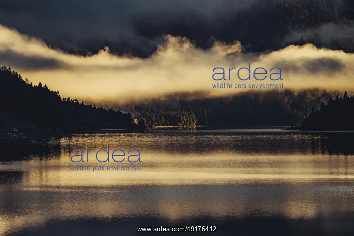 : Sunrise with reflections in the Plansee in Tyrol in the Alps in Austria : Sunrise with reflections in the Plansee in Tyrol in the Alps in Austria