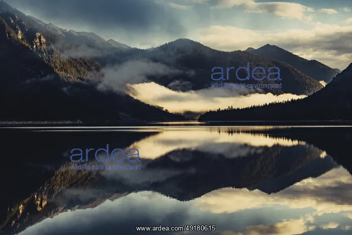  : Sunrise with reflections in the Plansee in Tyrol in the Alps in Austria