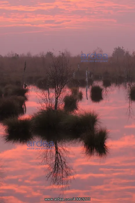 : Sunrise at the Rhedener Geestmoor : Sunrise at the Rhedener Geestmoor