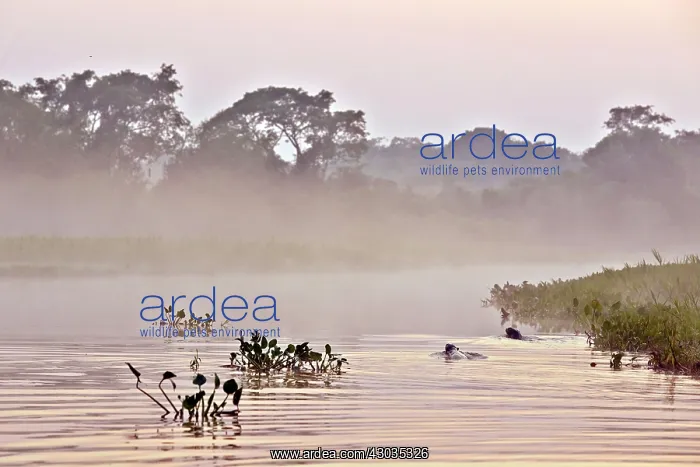 : Sunrise River Cuiaba Black channel Pantanal area : Sunrise River Cuiaba Black channel Pantanal area