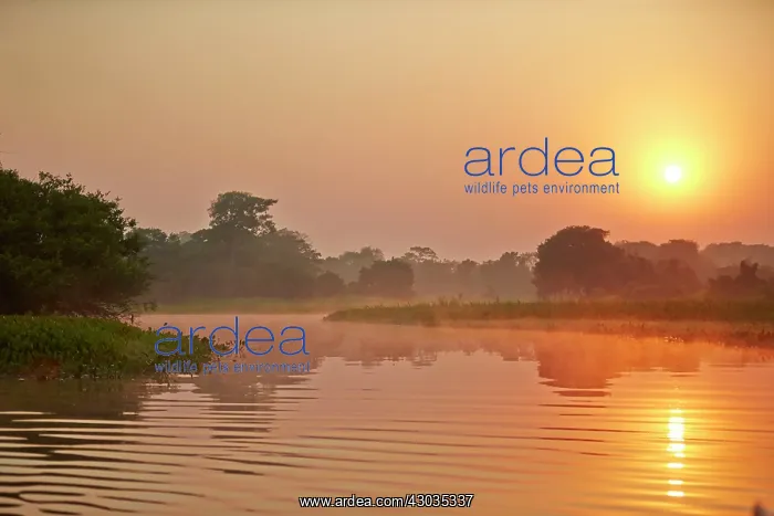: Sunrise River Cuiaba Black channel Pantanal area : Sunrise River Cuiaba Black channel Pantanal area