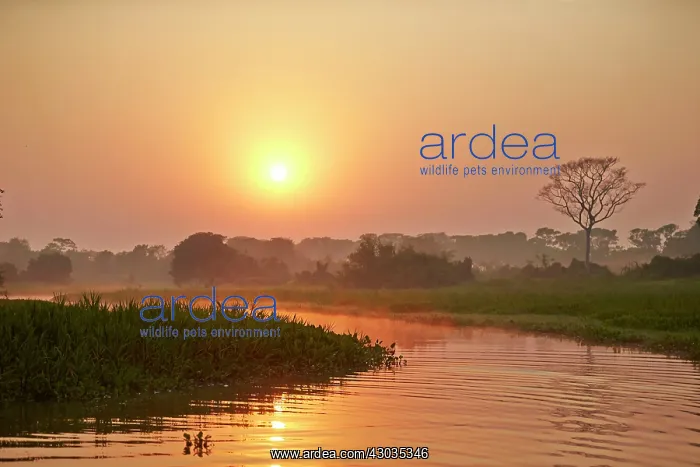 : Sunrise River Cuiaba Black channel Pantanal area : Sunrise River Cuiaba Black channel Pantanal area
