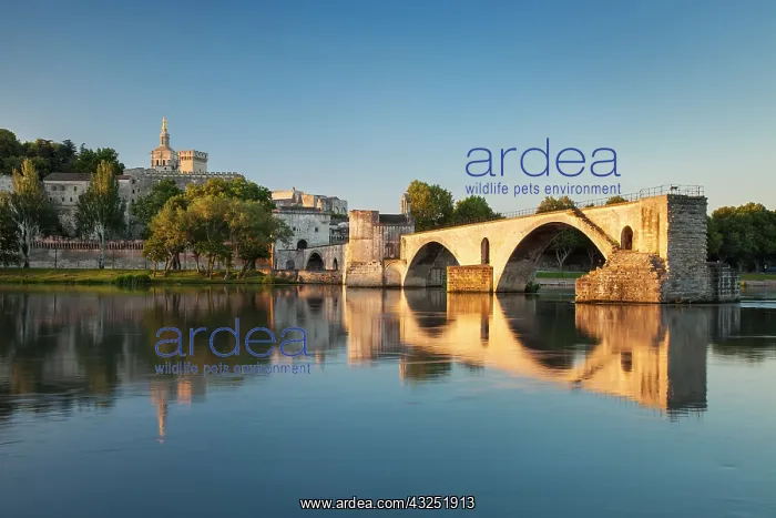 : Sunrise over River Rhone, Pont Saint Benezet : Sunrise over River Rhone, Pont Saint Benezet