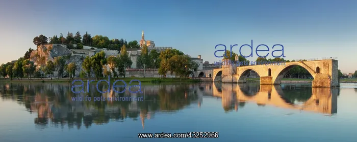 : Sunrise over River Rhone, Pont Saint Benezet : Sunrise over River Rhone, Pont Saint Benezet