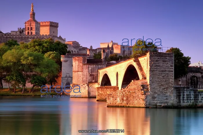 : Sunrise over River Rhone with Pont St Benezet : Sunrise over River Rhone with Pont St Benezet