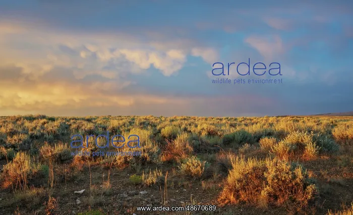 : Sunrise over the sage brush landscape of Colorado's sand : Sunrise over the sage brush landscape of Colorado's sand