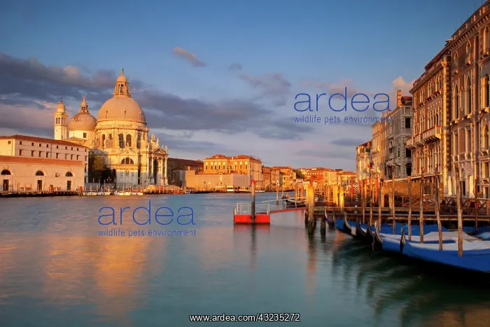 : Sunrise over Santa Maria della Salute along : Sunrise over Santa Maria della Salute along
