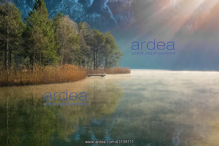 : Sunrise at Schwansee, near Hohenschwangau, Romantic : Sunrise at Schwansee, near Hohenschwangau, Romantic